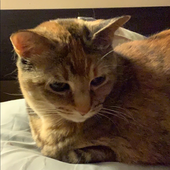 Meet your Posher, Sara - Picture 1 of 1